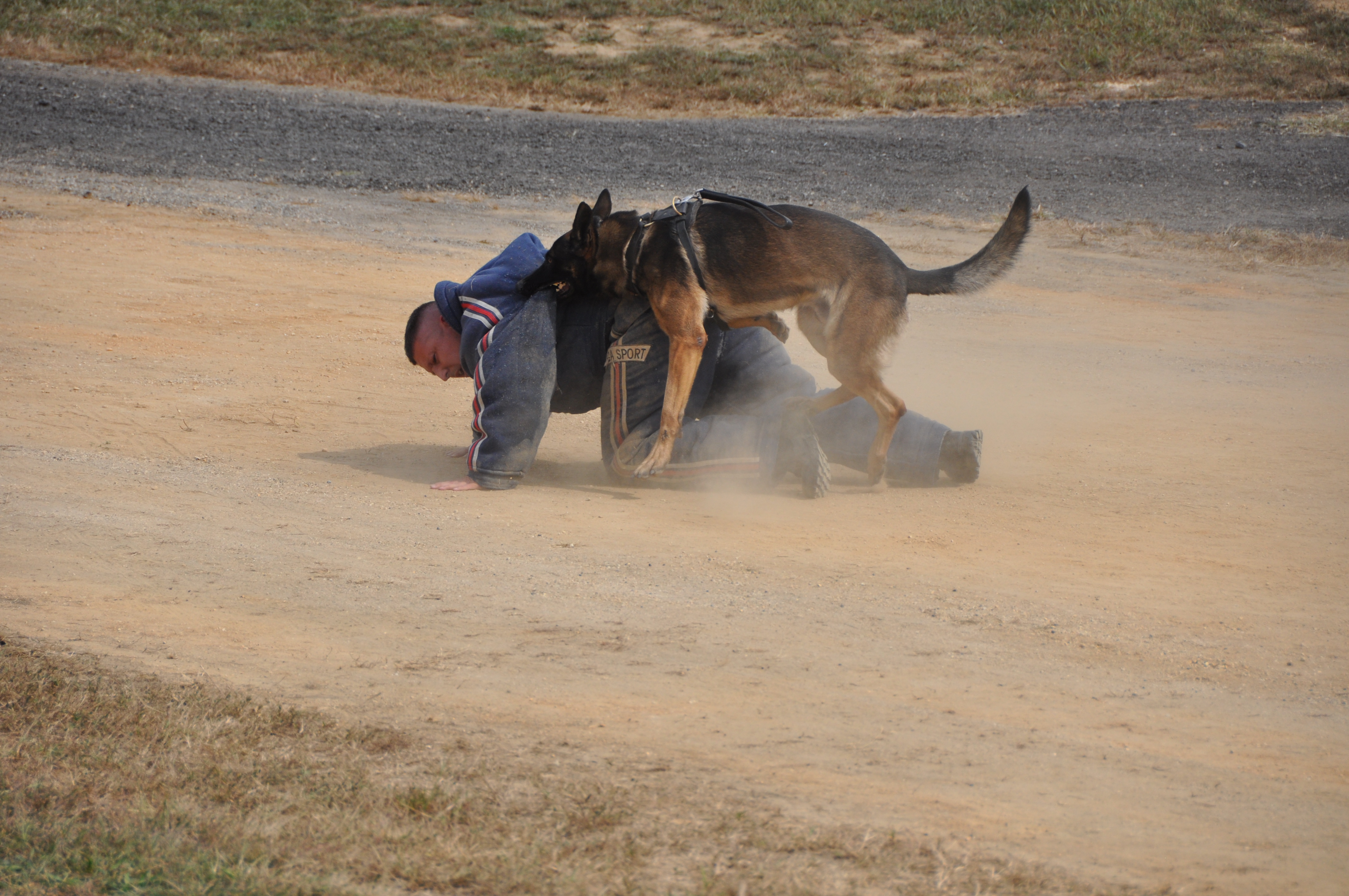 German Shepherd Police Dog in Training Bring an Officer to the Ground