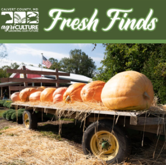 Fresh Finds Newsletter