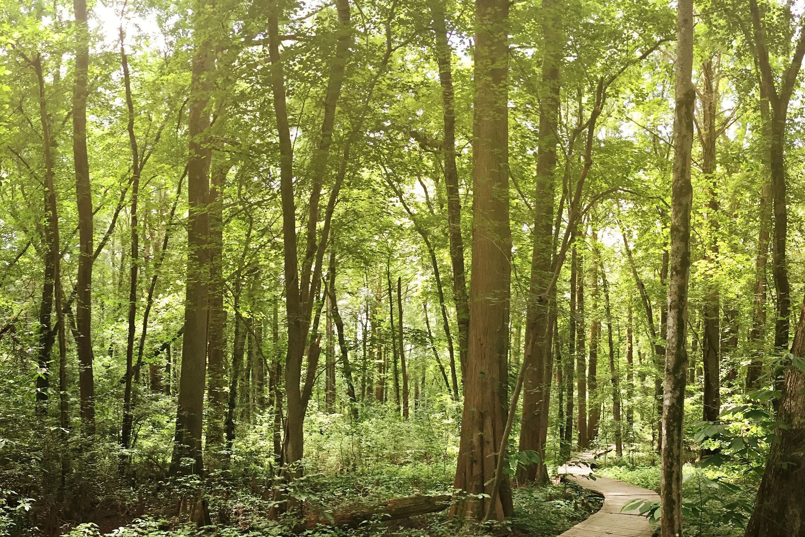 Battle Creek Cyprus Swamp boardwalk trail
