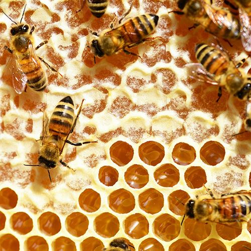 Bees on a honeycomb