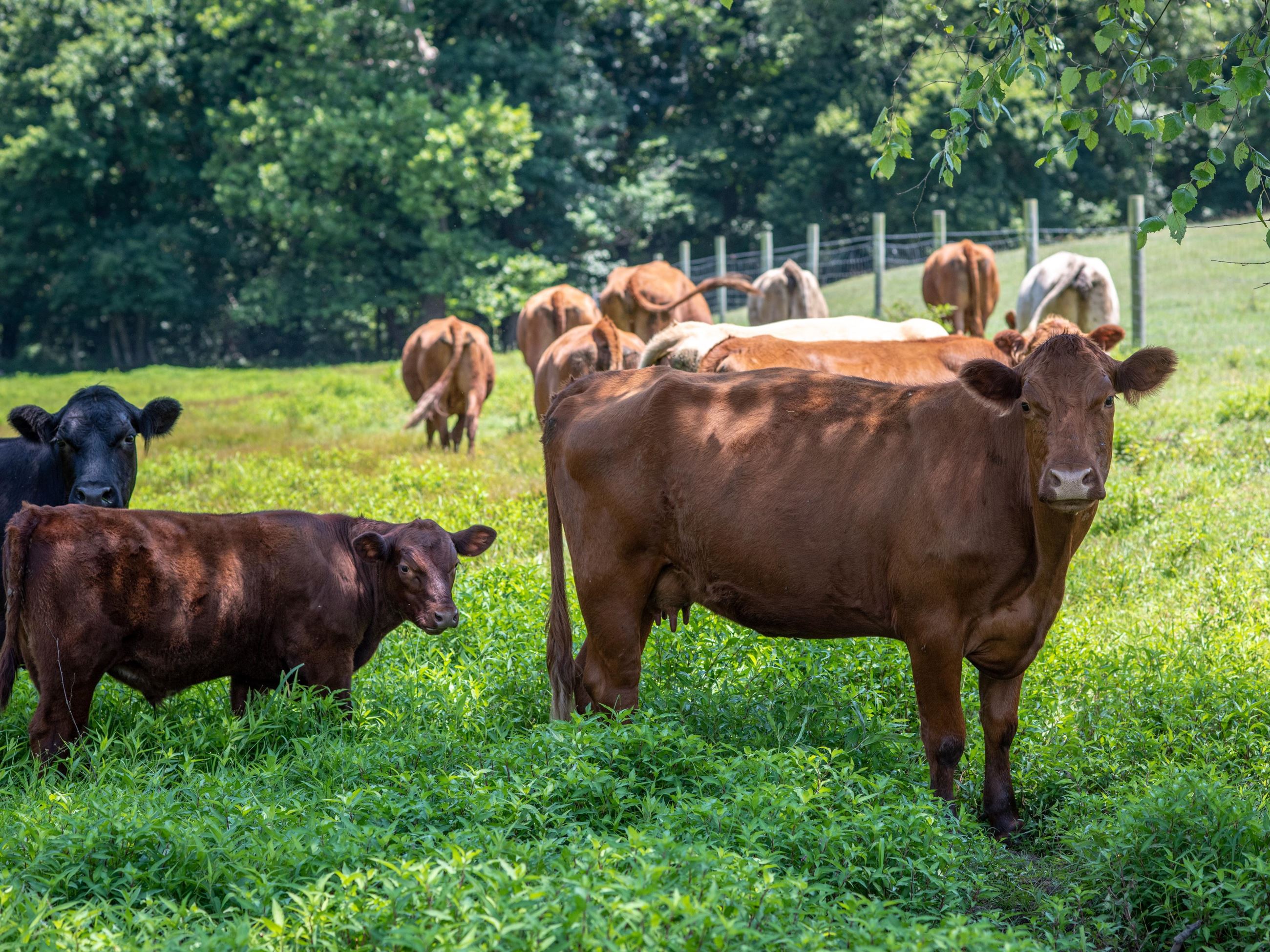 Brown cows and calves in a field