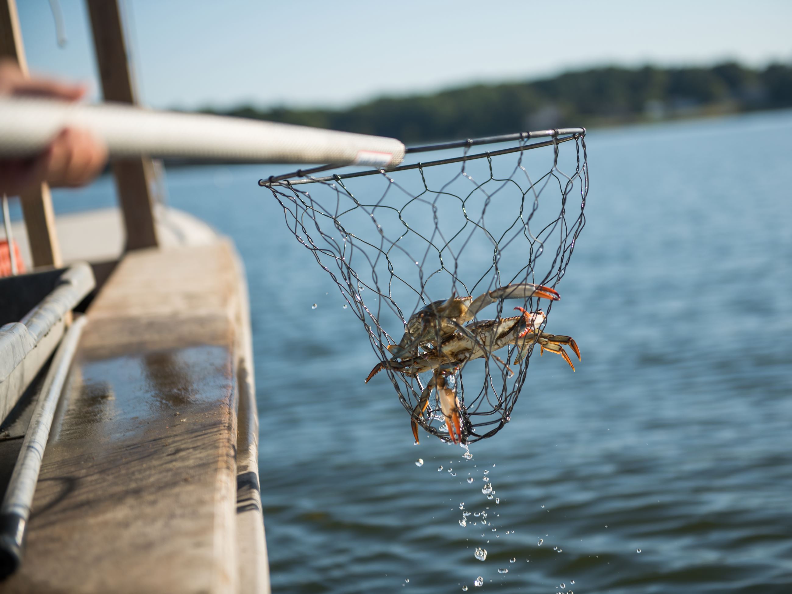 Crab in a net hanging off the side of a boat