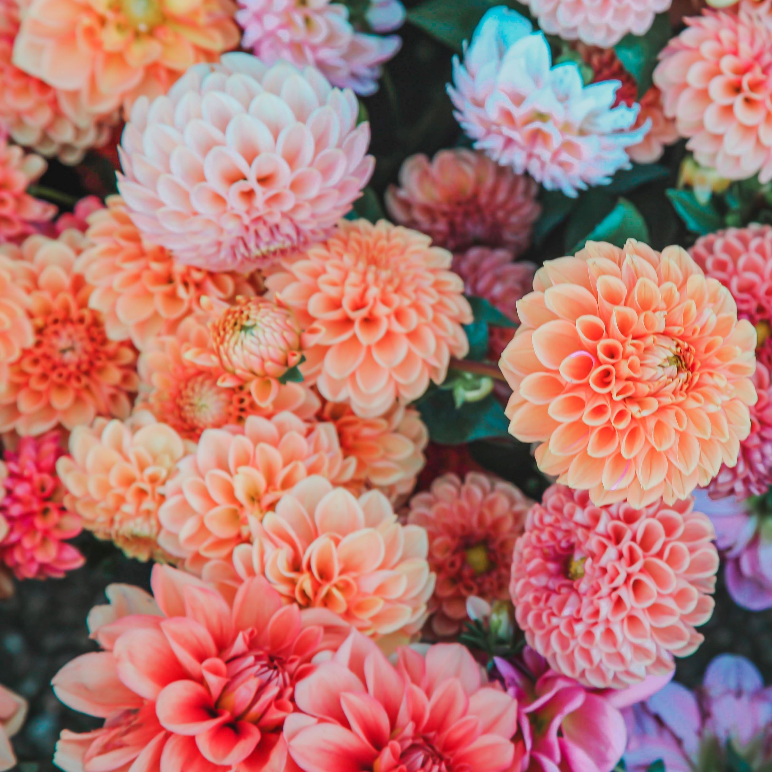 Dahlia flowers