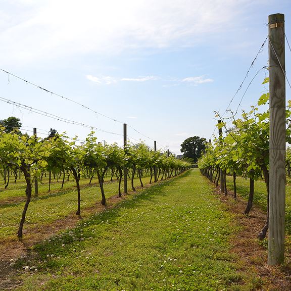 Grape vines and field at Perigeaux