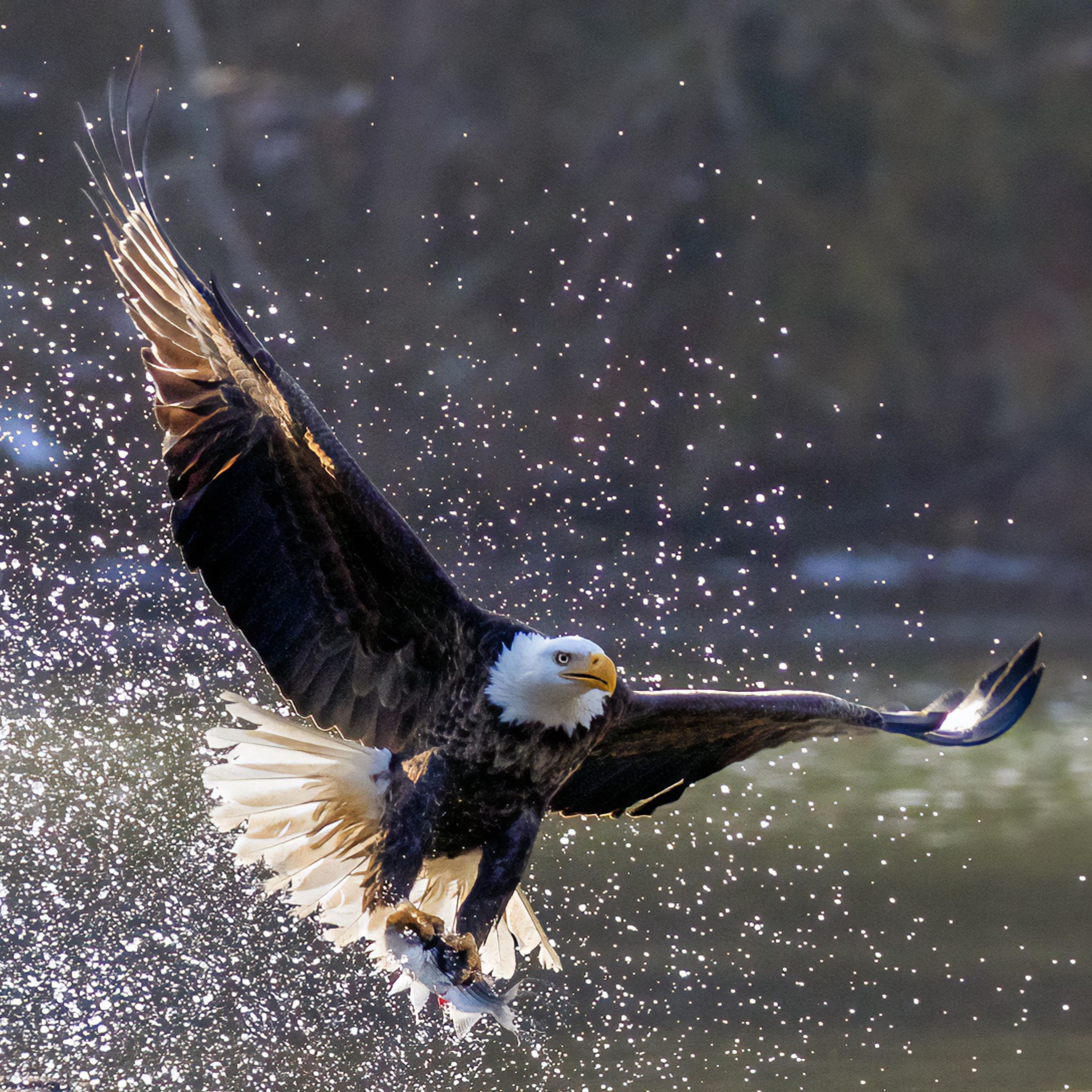 Bald eagle swooping into the water Opens in new window #1